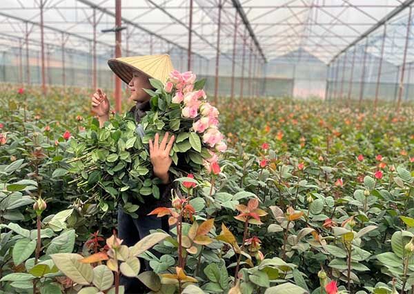 Ảnh Hưởng Của Khí Hậu Việt Nam Lên Hoa Tươi Và Giải Pháp Khắc Phục